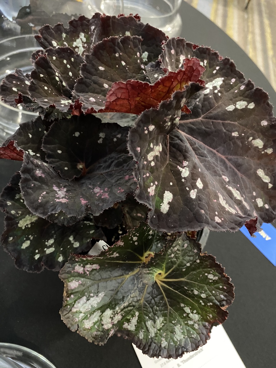 B. ‘Thunderstruck’